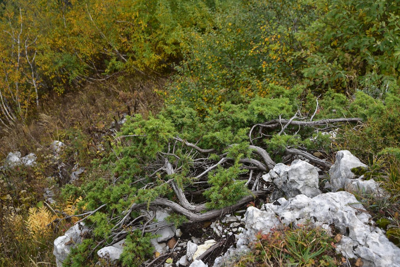 Изображение особи род Juniperus.