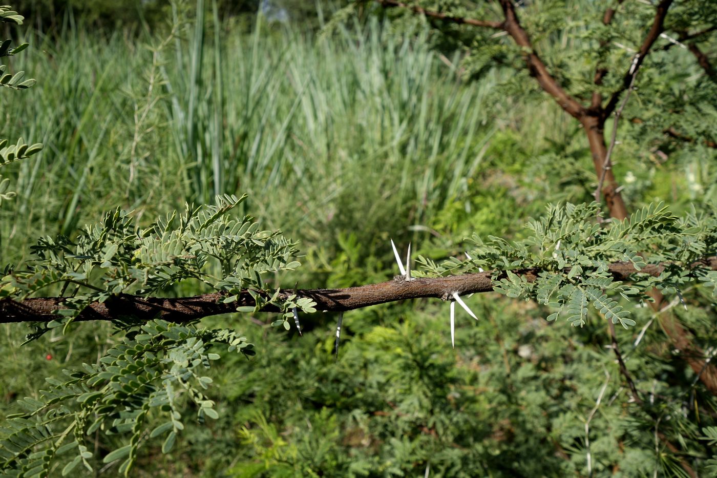 Image of Vachellia karroo specimen.