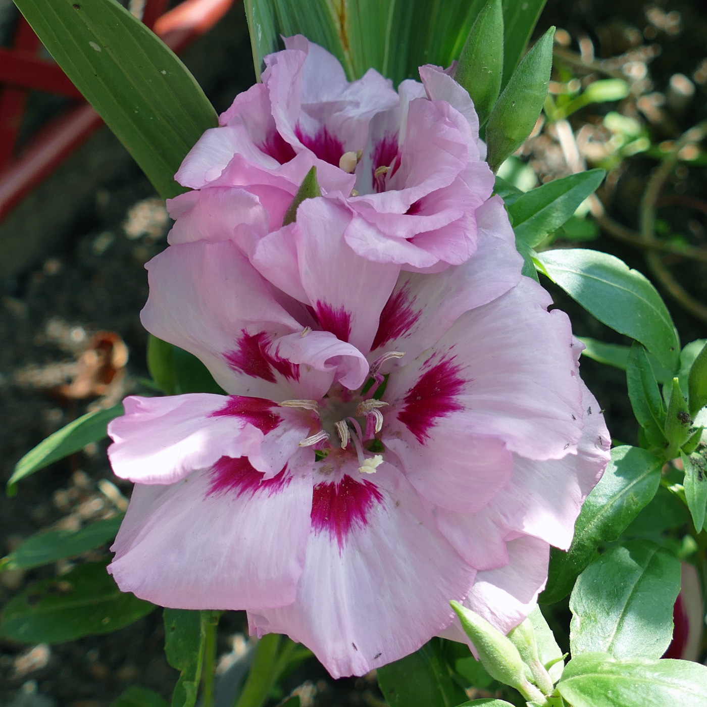 Изображение особи Clarkia amoena.