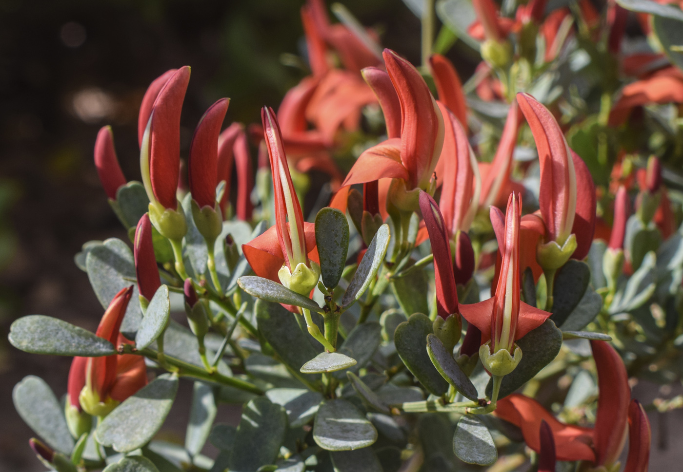 Изображение особи семейство Fabaceae.
