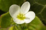 Veronica cymbalaria