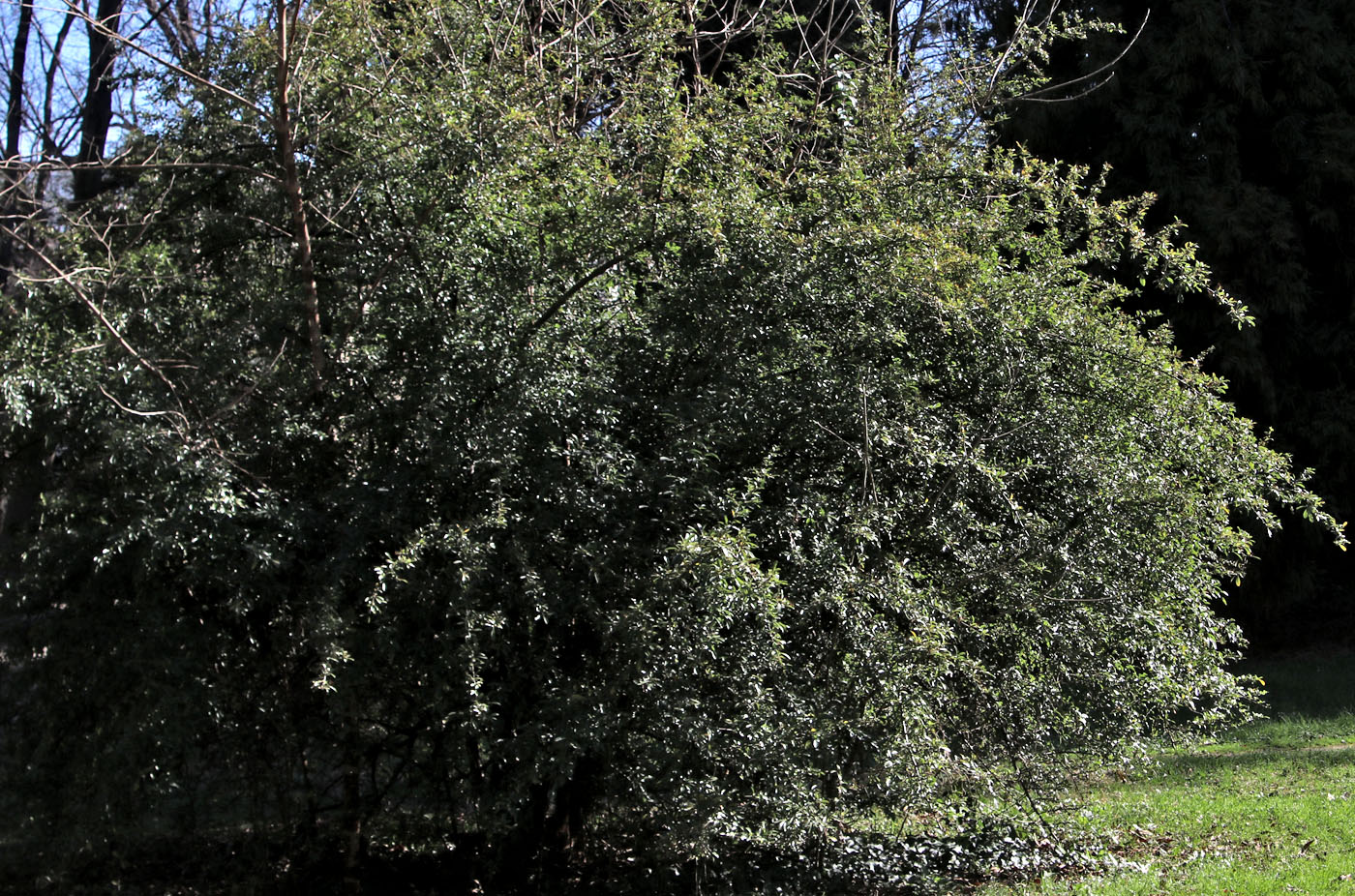 Изображение особи Pyracantha crenulata.