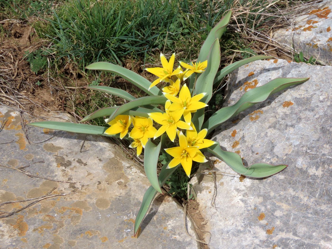 Изображение особи Tulipa turkestanica.