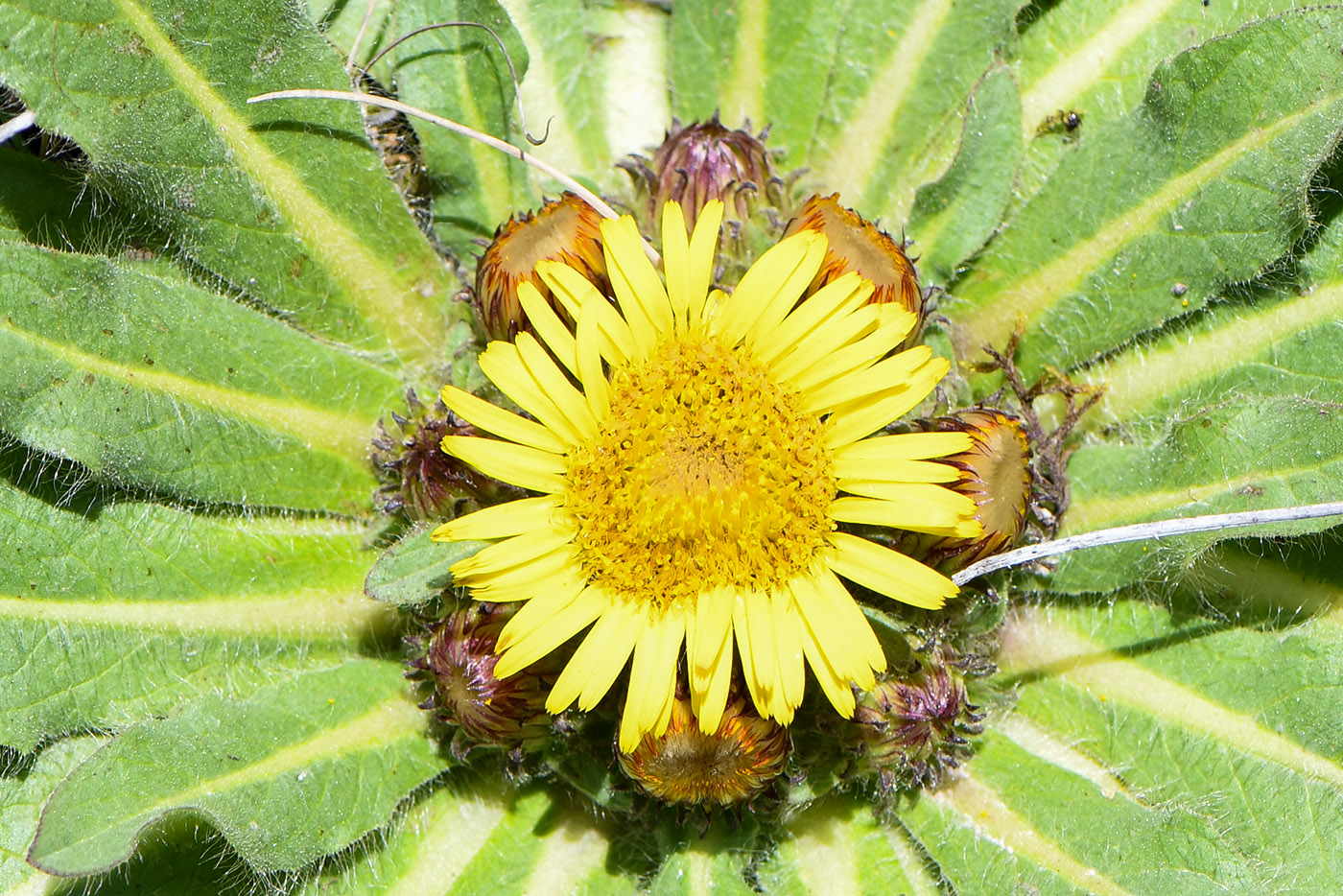 Image of Inula rhizocephala specimen.