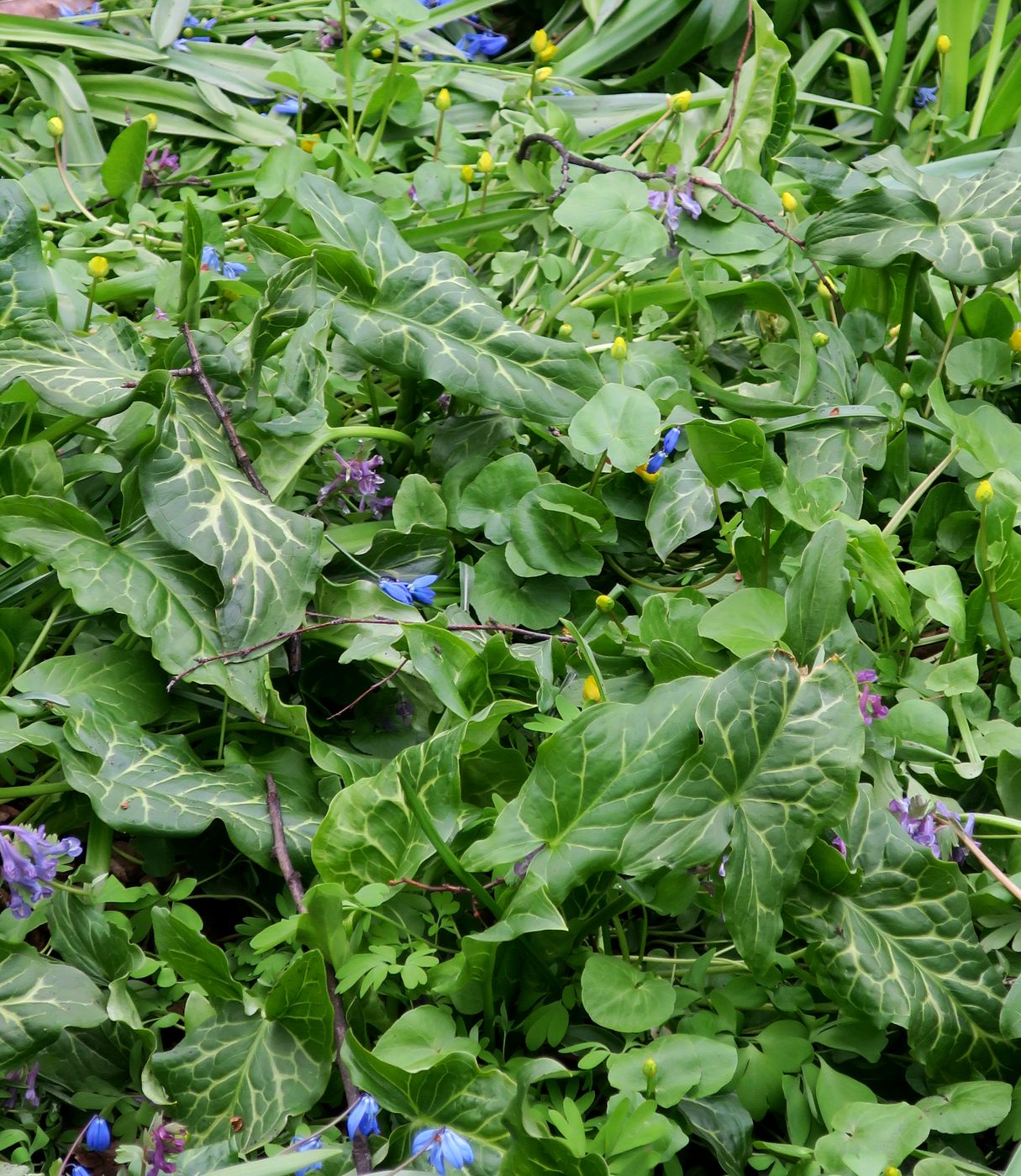 Image of Arum italicum specimen.