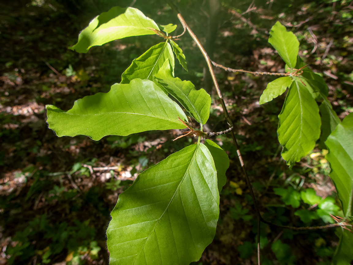 Image of Fagus × taurica specimen.