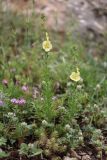Verbascum orientale. Цветущие растения. Крым, Южный берег, гора Кошка, шибляк. 23.05.2026.