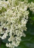genus Rheum. Верхушка соцветия. Тульская обл., Богородицкий р-н, пос. Товарковский, дачный участок. 30.05.2026.