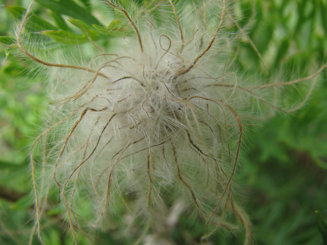 Image of Pulsatilla tenuiloba specimen.