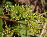 Vitis vinifera. Часть соцветия с цветками и бутонами. Краснодарский край, Крымский р-н, окр. станицы Неберджаевская, ур. Темрючки, грабинниково-пушистодубовое редколесье, большая закустаренная каменистая поляна. 20.06.2026.