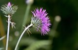 Galactites tomentosus. Верхушка побега с соцветием (вид со стороны обёртки). Португалия, округ Бежа, дол. р. Рибейра-ду-Торгал, лиственный лес. 04.06.2026.
