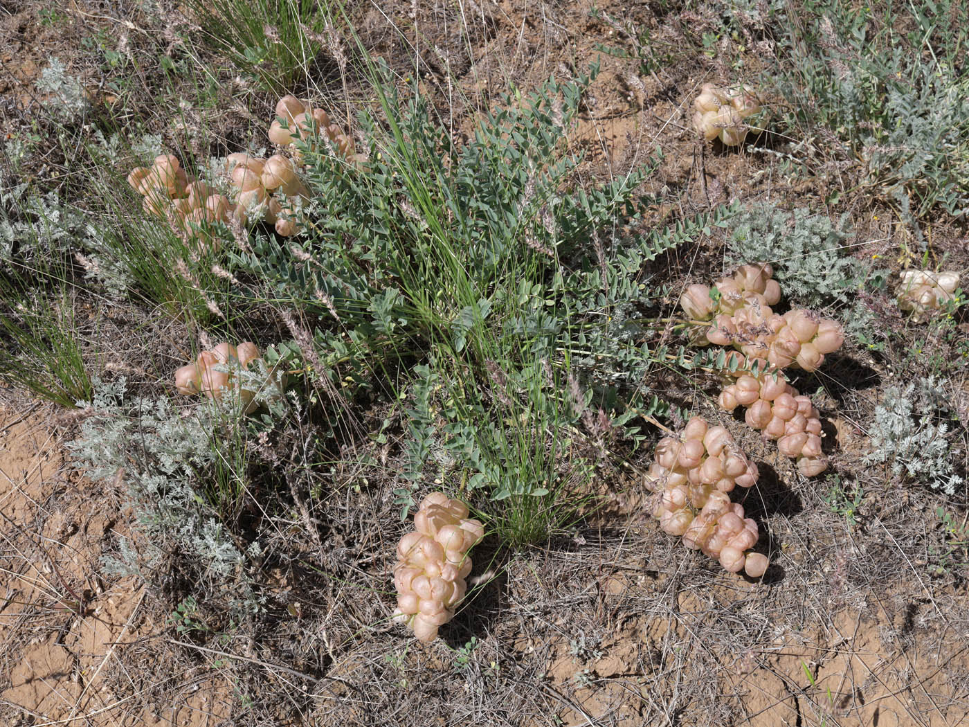 Изображение особи Astragalus physodes.