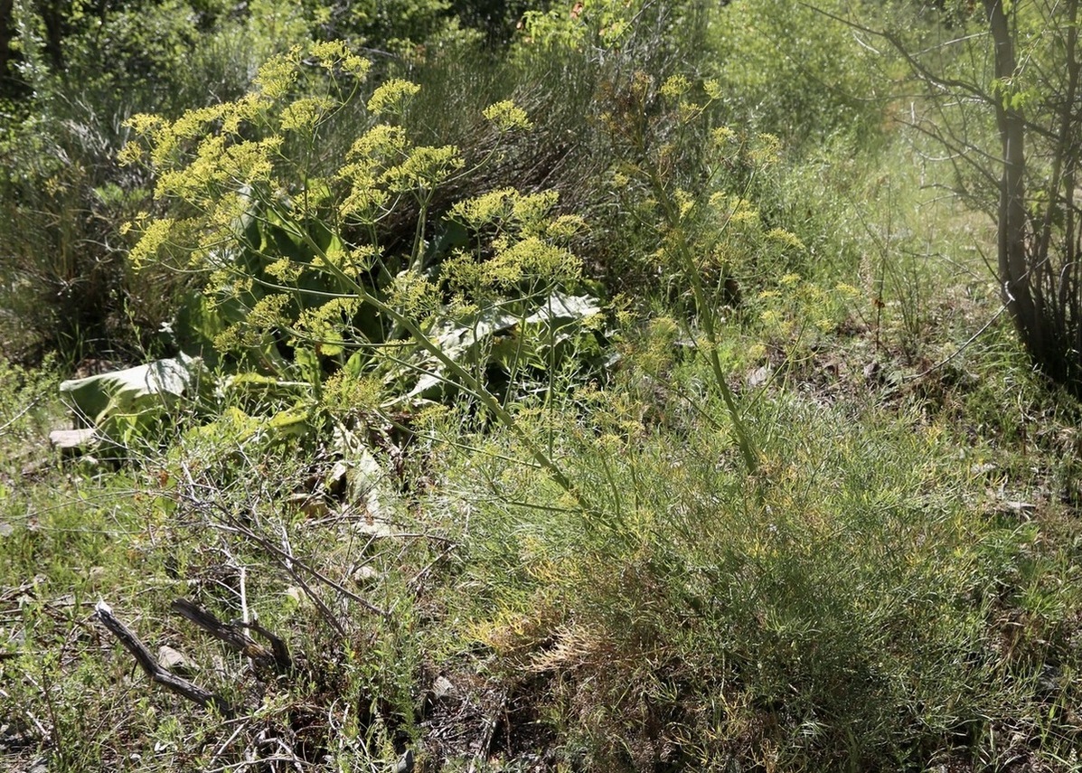 Image of genus Ferula specimen.