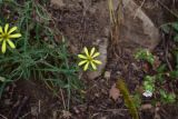 genus Tragopogon. Цветок. Турция, ил Артвин, дер. Багджилар (Bağcılar), обочина дороги. 12 июня 2026 г.