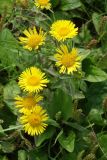 Inula britannica