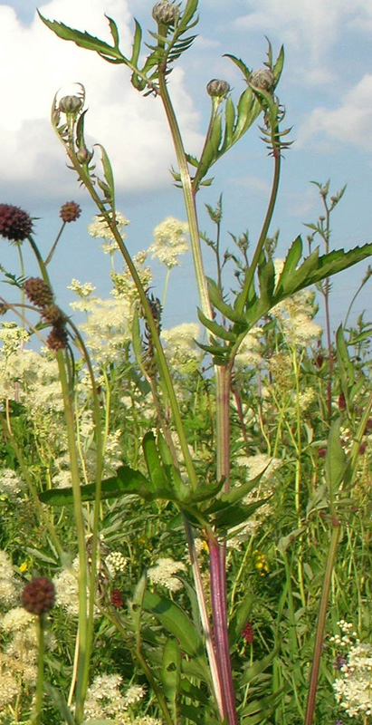 Image of Serratula coronata specimen.