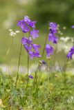 род Campanula. Цветущие растения. Карачаево-Черкесия, Карачаевский р-н, ущ. ручья Тырменлыкол, 2400 м н.у.м., субальпийский луг. 08.08.2026.