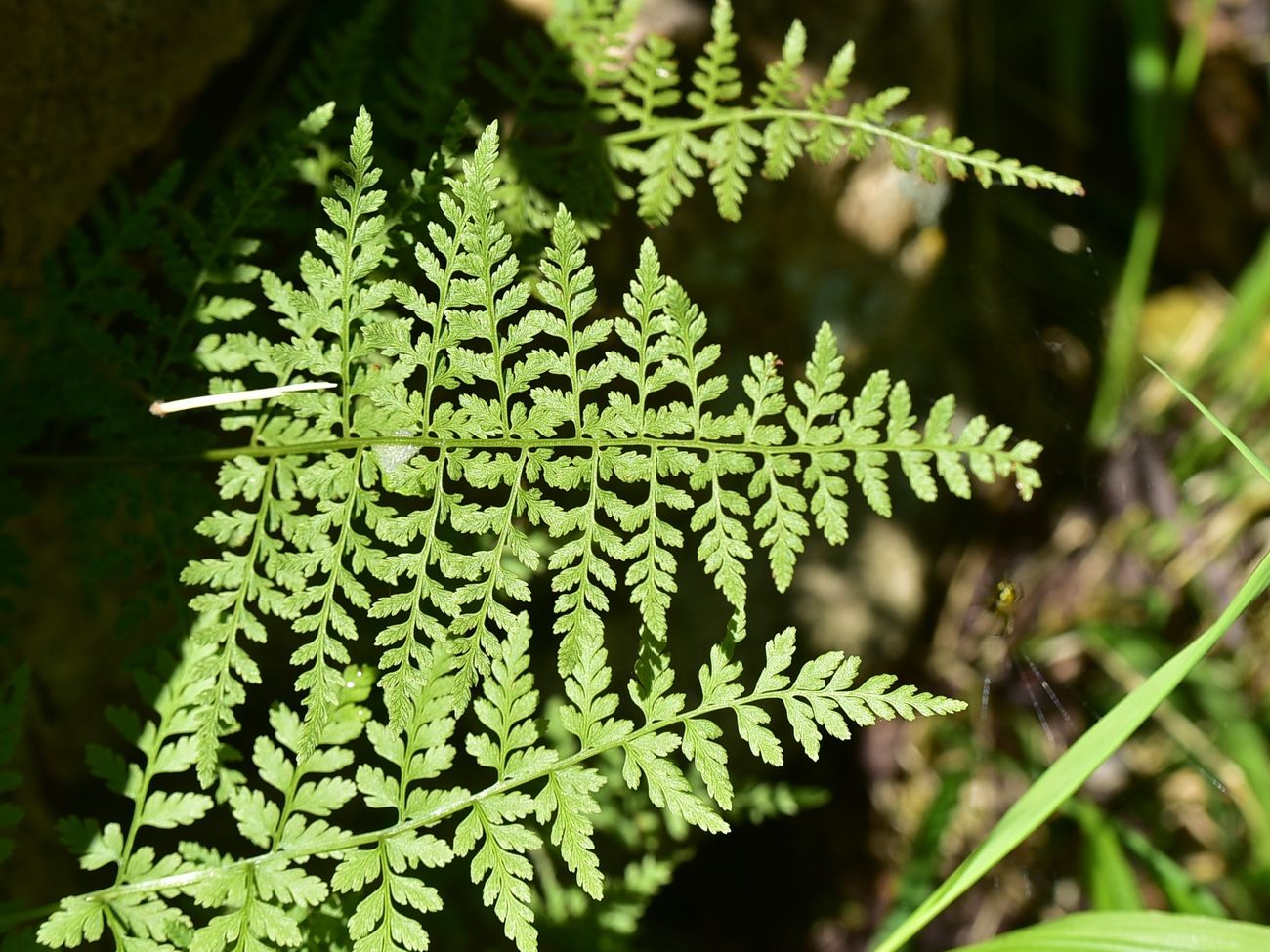 Image of Unknown species specimen.