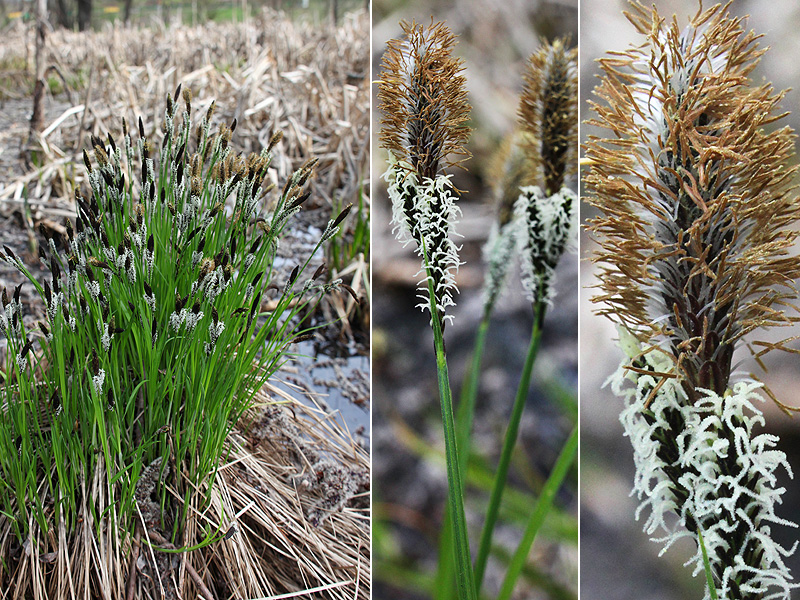 Изображение особи Carex cespitosa.