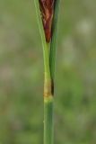Carex cuspidata. Основание нижнего присоцветного листа. Крым, Севастополь, бух. Солёная. 8 мая 2011 г.