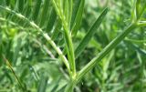 Vicia tenuifolia. Часть стебля с основанием листа. Краснодарский край, Кущёвский р-н, станица Шкуринская, склон балки Сухая. 25.05.2011.