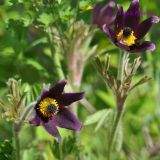 Pulsatilla &times; kissii