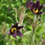 Pulsatilla × kissii. Верхушки побегов с цветками. Приморский край, Уссурийский гор. округ, окр. с. Монакино, поляна на небольшой сопке. 28.05.2011.