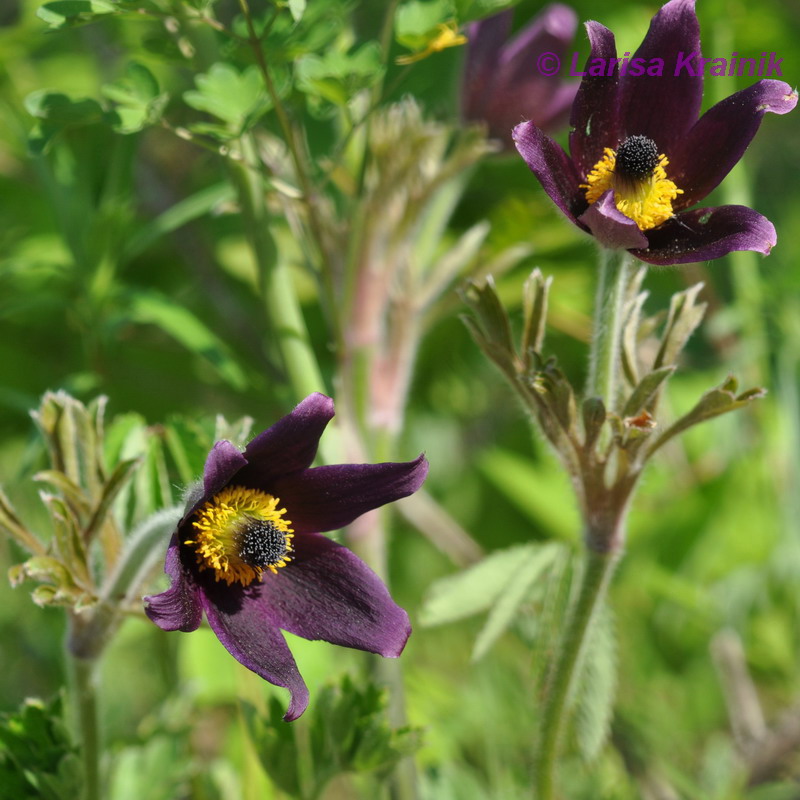 Image of Pulsatilla × kissii specimen.