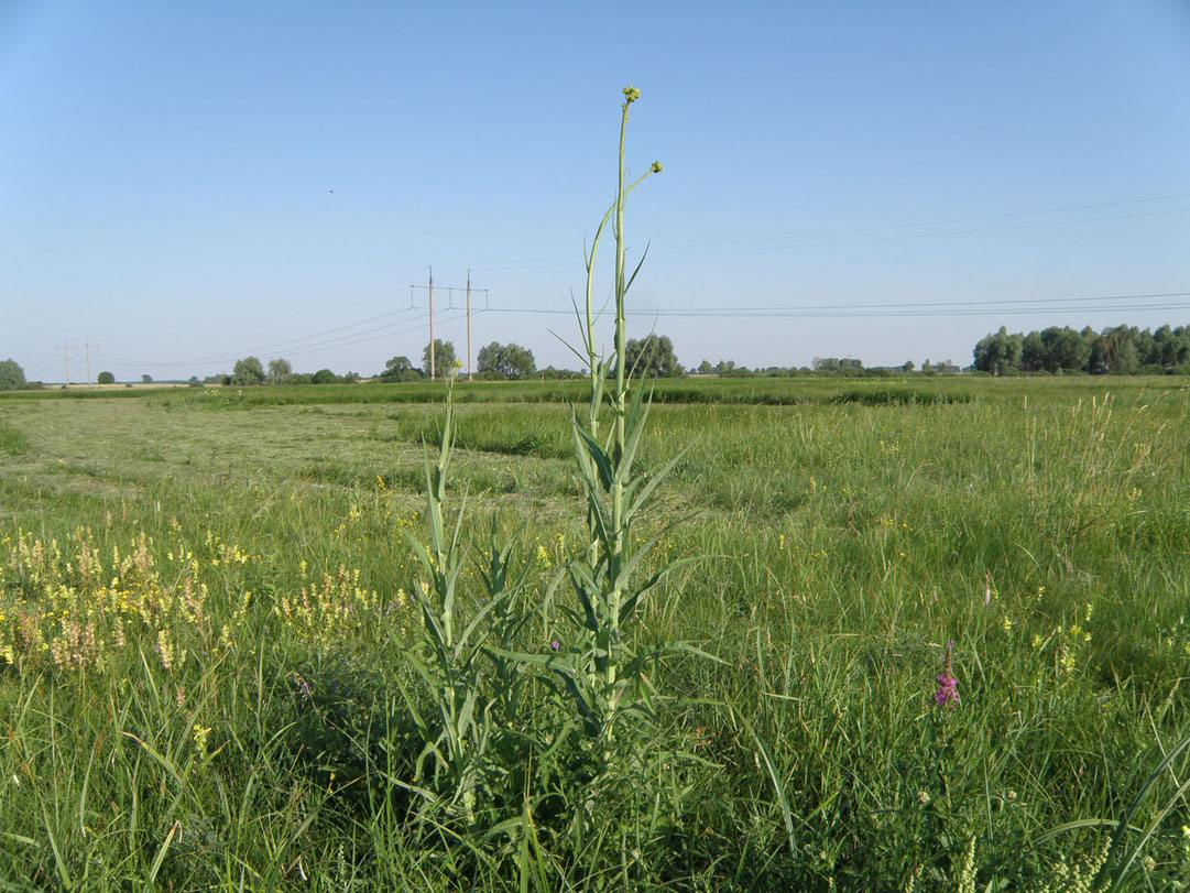 Изображение особи Sonchus palustris.