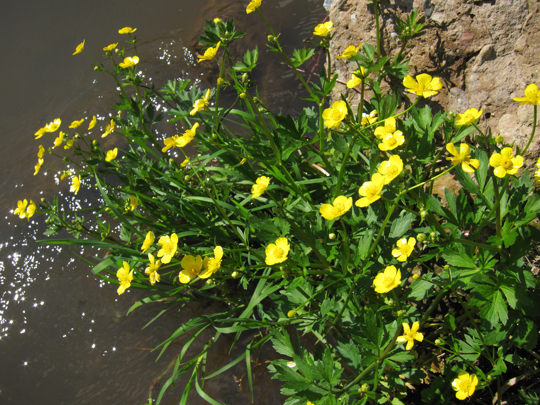 Изображение особи Ranunculus repens.