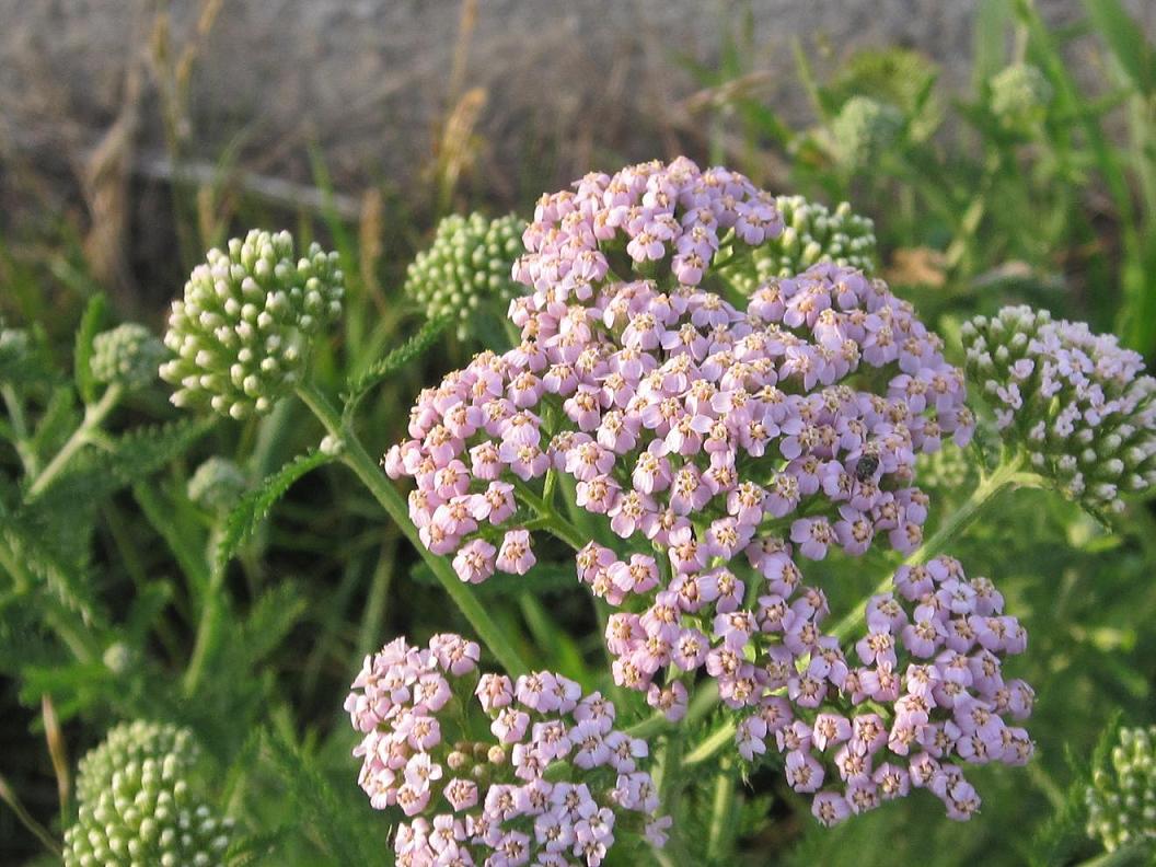 Image of Achillea millefolium specimen.