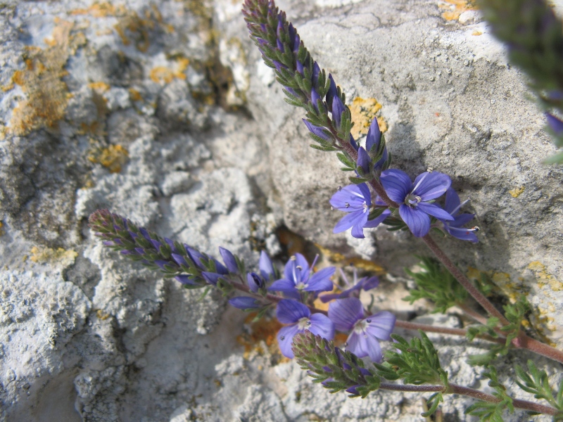 Image of Veronica capsellicarpa specimen.