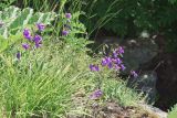 Campanula collina