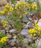 Patrinia rupestris. Верхушка растения с соцветиями. Приморский край, Лазовский р-н, Лазовский заповедник, кордон Карпадь, долина р. Прямушки. 19.08.2009.