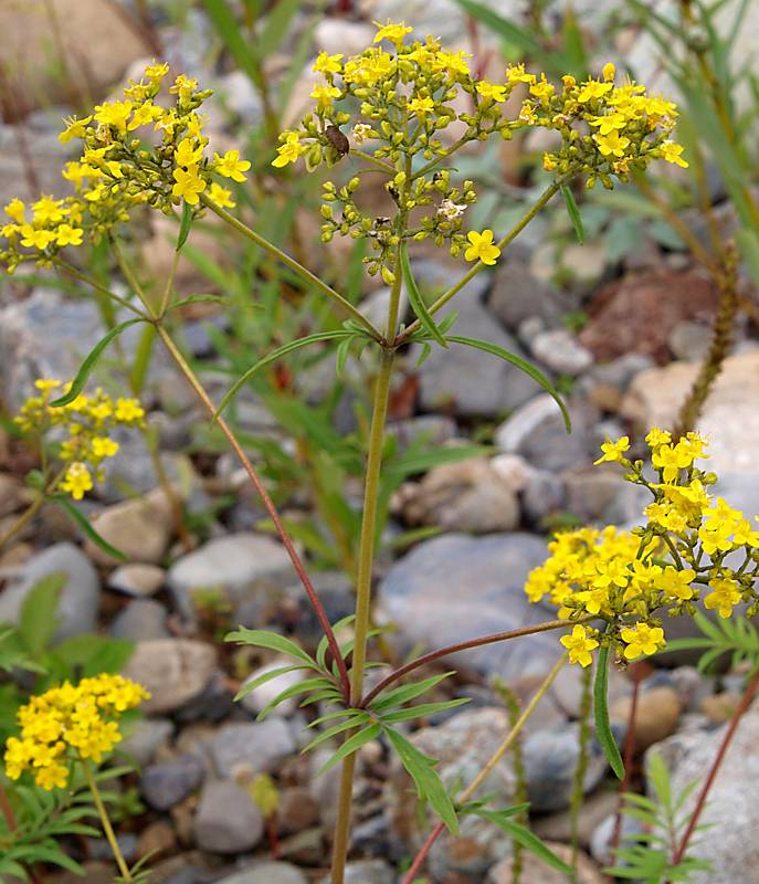 Изображение особи Patrinia rupestris.