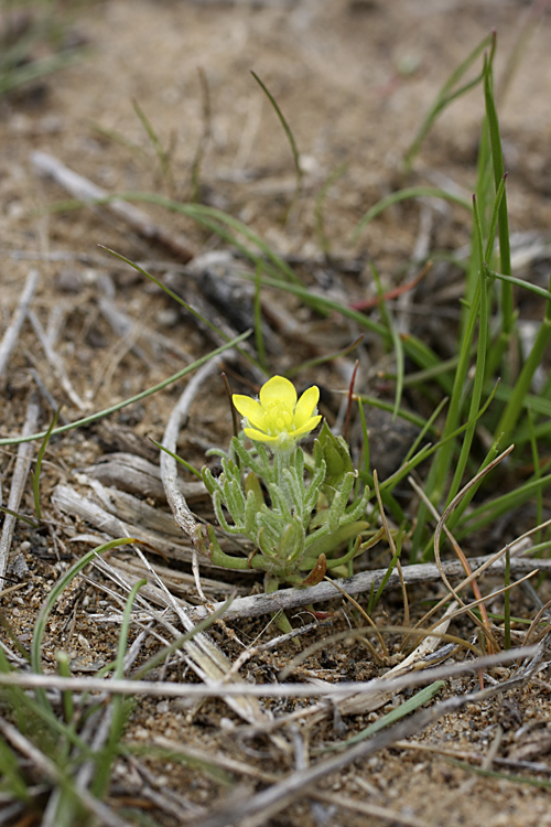 Изображение особи Ceratocephala orthoceras.