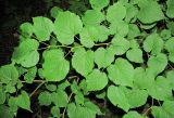 Tilia cordata