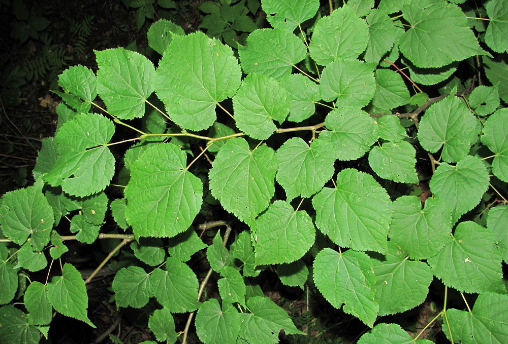 Image of Tilia cordata specimen.