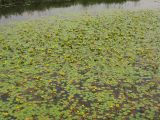 Nymphoides peltata