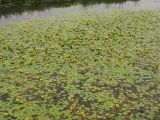 Nymphoides peltata. Заросли цветущих растений на поверхности воды. Нидерланды, провинция Drenthe, окрестности населённого пункта Lheebroek, река Beilerstroom. 25 июля 2008 г.