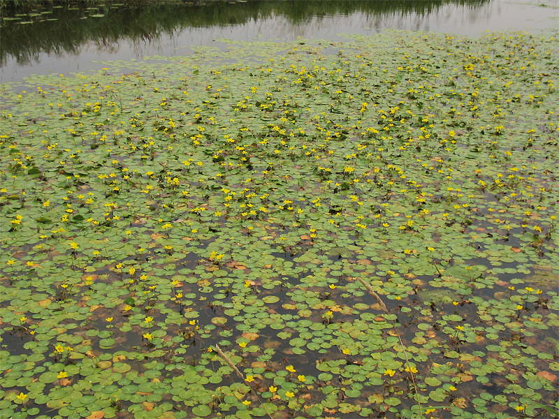 Image of Nymphoides peltata specimen.