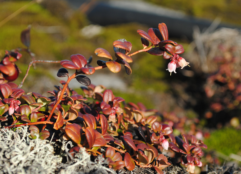 Image of Vaccinium vitis-idaea var. minus specimen.