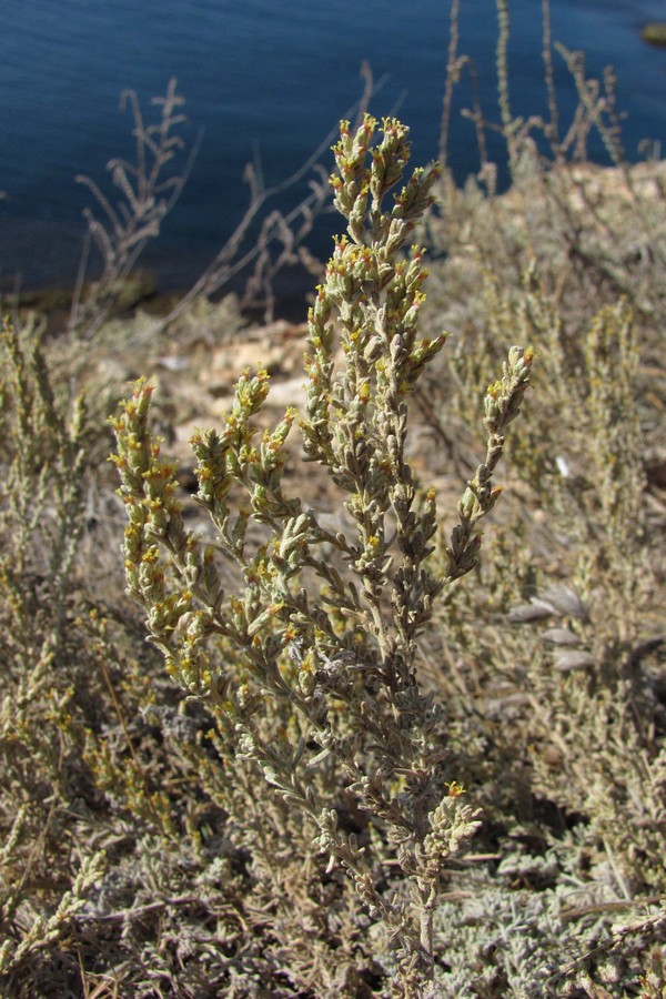 Image of Artemisia dzevanovskyi specimen.