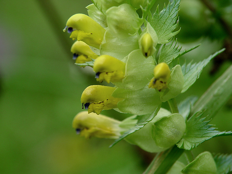 Image of genus Rhinanthus specimen.
