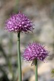 Allium carolinianum. Верхушки побегов с соцветиями. Южный Казахстан, Таласский Алатау, ущелье Коксай. 20.07.2010.