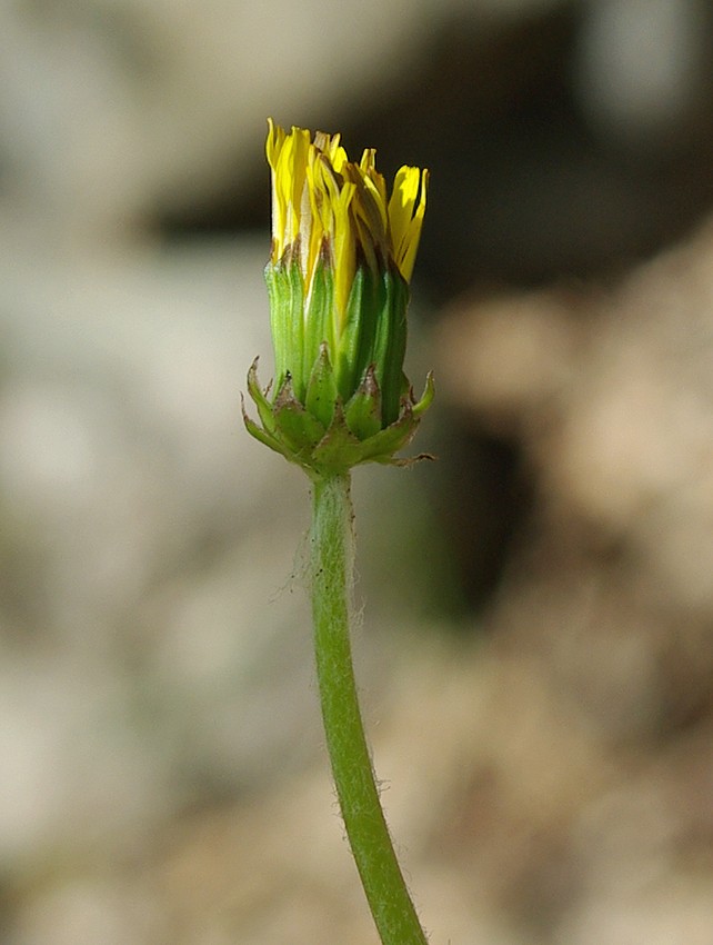 Image of genus Taraxacum specimen.