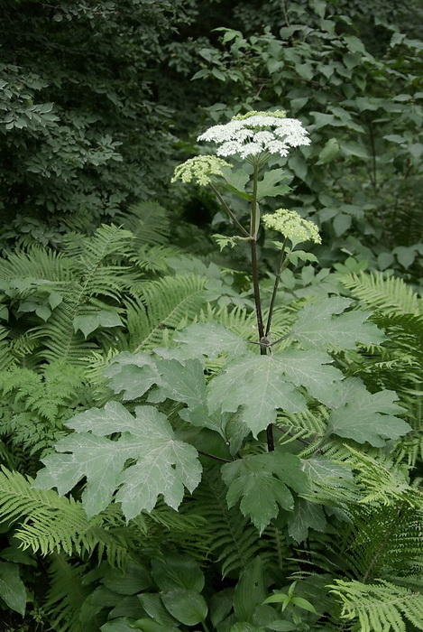 Image of Heracleum moellendorffii specimen.