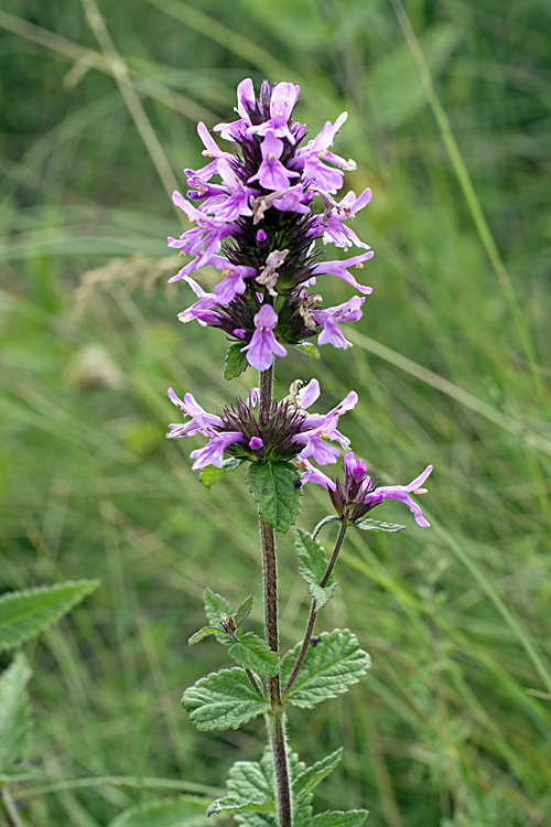 Image of Betonica betoniciflora specimen.