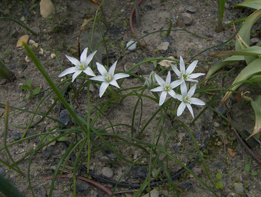 Image of Ornithogalum orthophyllum ssp. baeticum specimen.