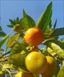 Citrus unshiu. Ветвь с плодами. Абхазия, г. Новый Афон, в культуре. 5 ноября 2011 г.
